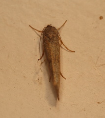 Xylorycta haplochroa