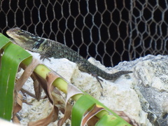 Sceloporus cyanogenys