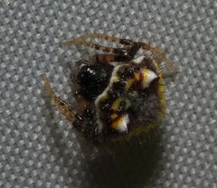 Poecilopachys australasia