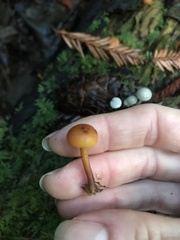 Gymnopilus rufescens