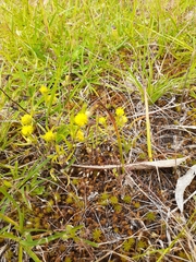 Triptilodiscus pygmaeus