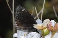 Erynnis afranius