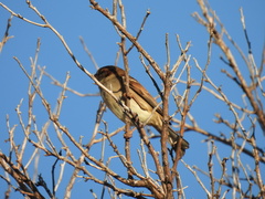 Passer domesticus