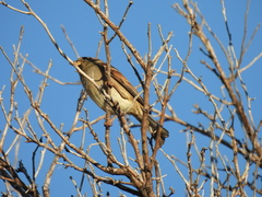 Passer domesticus