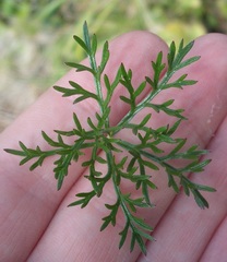 Geranium incanum