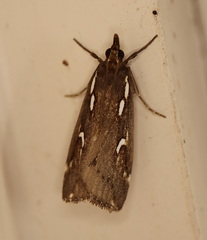 Perimeceta niphotypa