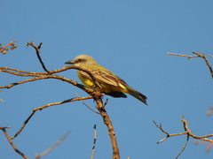 Tyrannus