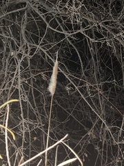 Typha latifolia