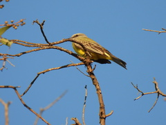 Tyrannus