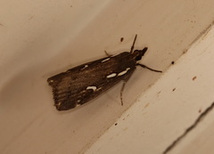 Perimeceta niphotypa