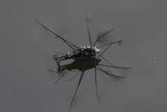Neogerris hesione