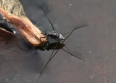 Neogerris hesione