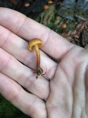 Gymnopilus rufescens