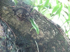 Lamprolepis smaragdina