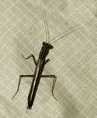 Litaneutria