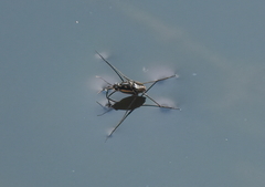 Trepobates subnitidus