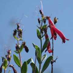Penstemon coriaceus