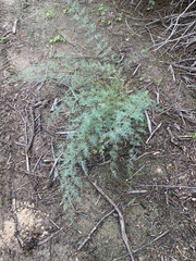 Erythrostemon gilliesii