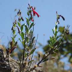 Penstemon coriaceus