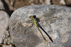 Erpetogomphus