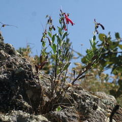 Penstemon coriaceus