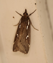 Perimeceta niphotypa