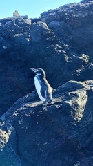 Spheniscus mendiculus