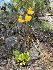 Calceolaria polyrhiza