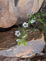 Leptospermum continentale