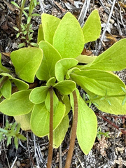 Calceolaria polyrhiza