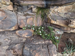 Leptospermum continentale