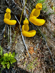 Calceolaria polyrhiza