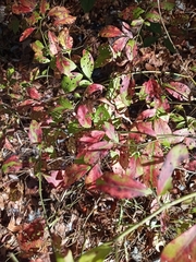 Vaccinium elliottii