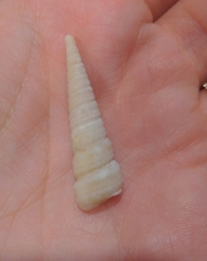 Turritella acropora