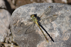Erpetogomphus