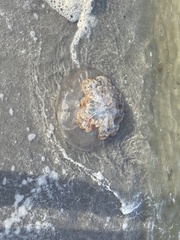 Rhopilema verrilli