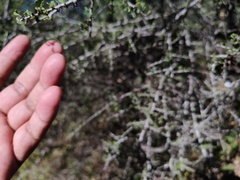Condalia globosa