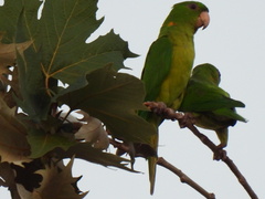 Psittacara holochlorus