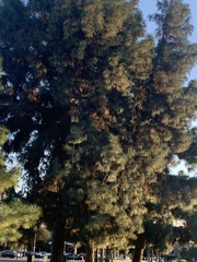 Pinus canariensis