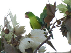 Psittacara holochlorus