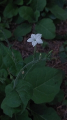 Nicotiana repanda