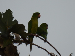 Psittacara holochlorus