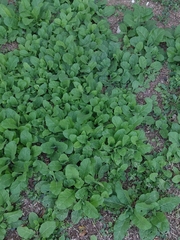 Nicotiana repanda
