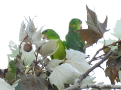 Psittacara holochlorus