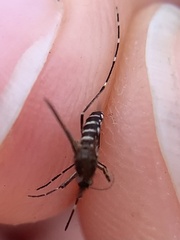Aedes taeniorhynchus