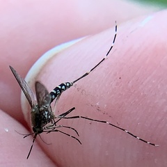 Aedes taeniorhynchus