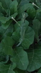 Nicotiana repanda