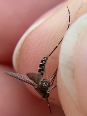 Aedes taeniorhynchus