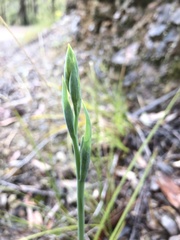 Calochilus robertsonii