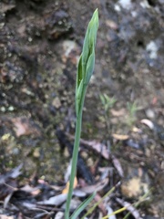 Calochilus robertsonii